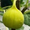 Italian Honey Fig Tree (Ficus Carica 'Lattarula') - 1 Gallon Pot -Outdoor Garden Store Fig Lemon Italian Honey 3