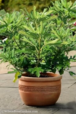 Little Ruby Dwarf Fig Tree - 3 Gallon Pot -Outdoor Garden Store Fig Little Miss Figgy 1