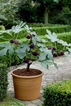 Texas Everbearing Fig Tree - 6 Pack Of 1 Gallon Pots -Outdoor Garden Store Fig Texas Everbearing 13