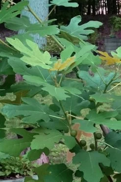 Texas Everbearing Fig Tree - 6 Pack Of 1 Gallon Pots -Outdoor Garden Store Fig Texas Everbearing 7