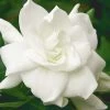 August Beauty Gardenia - 2.5 Quart Pot 2 August Beauty Gardenia - 2.5 Quart Pot -Outdoor Garden Store Gardenia August Beauty 5 500x750 1