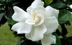 August Beauty Gardenia (Single Trunk Topiary Tree) - 5 Gallon Pot -Outdoor Garden Store Gardenia August Beauty Flower Closeup 2