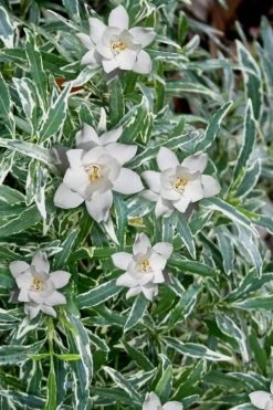 Variegated Creeping Dwarf Gardenia - 3 Gallon Pot