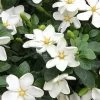 Hardy Fragrant Daisy Gardenia Bush - 2.5 Quart Pot -Outdoor Garden Store Gardenia Daisy 20 2