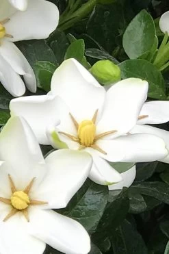 Hardy Fragrant Daisy Gardenia Bush - 6 Pack Of 1 Gallon Pots -Outdoor Garden Store Gardenia Daisy 21