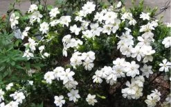 Hardy Fragrant Daisy Gardenia Bush - 6 Pack Of 1 Gallon Pots -Outdoor Garden Store Gardenia Daisy Blooms 2
