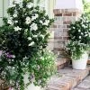 Diamond Spire Gardenia - 2 Gallon Pot 1 Diamond Spire Gardenia - 2 Gallon Pot -Outdoor Garden Store Gardenia Diamond Spire 1 1