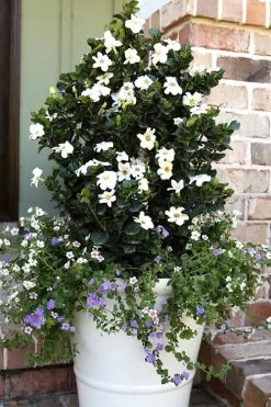 Diamond Spire Gardenia - 1 Gallon Pot 14 Diamond Spire Gardenia - 1 Gallon Pot -Outdoor Garden Store Gardenia Diamond Spire 4 2