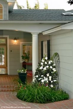 Diamond Spire Gardenia - 3 Gallon Pot -Outdoor Garden Store Gardenia Diamond Spire 5