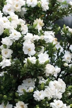 Double Mint Gardenia - 2 Gallon Pot -Outdoor Garden Store Gardenia Double Mint 2