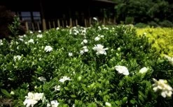Double Mint Gardenia - 2 Gallon Pot -Outdoor Garden Store Gardenia Double Mint 8