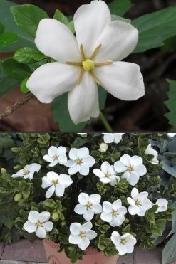 Hardy Fragrant Daisy Gardenia Bush - 2.5 Quart Pot -Outdoor Garden Store Gardenia Hardy Daisy 500x750 3