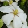 Heaven Scent Gardenia - 6 Pack Of 1 Gallon Pots 2 Heaven Scent Gardenia - 6 Pack Of 1 Gallon Pots -Outdoor Garden Store Gardenia Heaven Scent 15 1