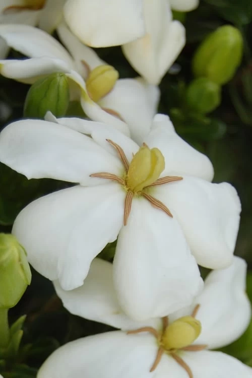 Heaven Scent Gardenia - 1 Gallon Pot 3 Heaven Scent Gardenia - 1 Gallon Pot