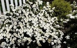 Heaven Scent Gardenia - 2 Gallon Pot -Outdoor Garden Store Gardenia Heaven Scent 17