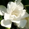 Jubilation Gardenia - 5 Gallon Pot 2 Jubilation Gardenia - 5 Gallon Pot -Outdoor Garden Store Gardenia Jubilation BS 4