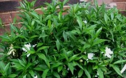 Radicans Creeping Dwarf Gardenia - 1 Gallon Pot 17 Radicans Creeping Dwarf Gardenia - 1 Gallon Pot -Outdoor Garden Store Gardenia Radicans 53
