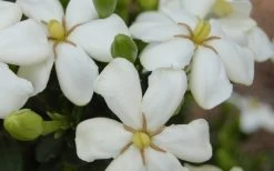 ScentAmazing Gardenia - 2 Gallon Pot -Outdoor Garden Store Gardenia Scentamazing 20