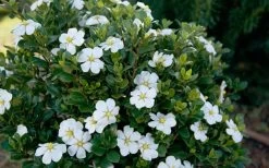 ScentAmazing Gardenia - 2 Gallon Pot -Outdoor Garden Store Gardenia Scentamazing Shrub