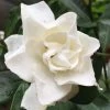 Sweet Tea Gardenia - 3 Gallon Pot 2 Sweet Tea Gardenia - 3 Gallon Pot -Outdoor Garden Store Gardenia Sweet Tea 3