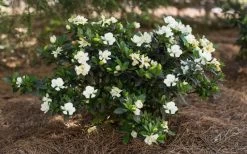 Sweet Tea Gardenia - 3 Gallon Pot 10 Sweet Tea Gardenia - 3 Gallon Pot -Outdoor Garden Store Gardenia Sweet Tea 5