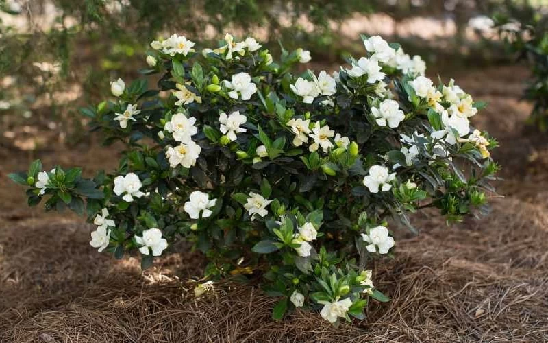 Sweet Tea Gardenia - 3 Gallon Pot 6 Sweet Tea Gardenia - 3 Gallon Pot - Image 4