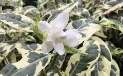 Variegated August Beauty Gardenia - 3 Gallon Pot -Outdoor Garden Store Gardenia Variegated 1
