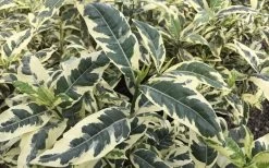 Variegated August Beauty Gardenia - 1 Gallon Pot -Outdoor Garden Store Gardenia Variegated 2 2