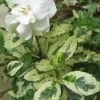 Variegated August Beauty Gardenia - 1 Gallon Pot 2 Variegated August Beauty Gardenia - 1 Gallon Pot -Outdoor Garden Store Gardenia Variegated BS 2
