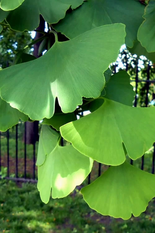 Ginkgo Maidenhair Tree - 5 Gallon Pot 9 Ginkgo Maidenhair Tree - 5 Gallon Pot - Image 7
