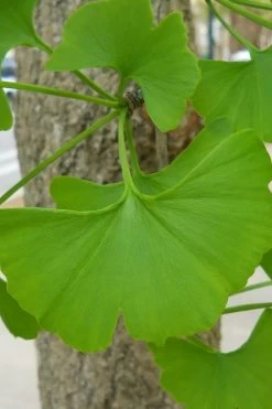 Ginkgo Maidenhair Tree - 5 Gallon Pot 13 Ginkgo Maidenhair Tree - 5 Gallon Pot -Outdoor Garden Store Ginkgo Tree 11 1