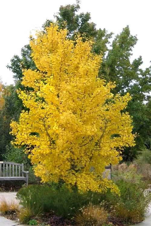 Ginkgo Maidenhair Tree - 5 Gallon Pot 8 Ginkgo Maidenhair Tree - 5 Gallon Pot - Image 6