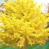 Ginkgo Maidenhair Tree (Male) - 2 Gallon Pot 1 Ginkgo Maidenhair Tree (Male) - 2 Gallon Pot -Outdoor Garden Store Ginkgo Tree 19
