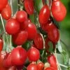 Goji Berry Plant - Lycium Barbarum - 1 Gallon Pot -Outdoor Garden Store Goji Berry Dynamite 500x750 1