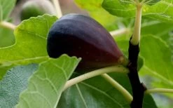 Black Mission Fig Tree - 3 Gallon Pot -Outdoor Garden Store Grape Black Mission 50 1