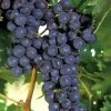 Concord Grape Vine - 2 Gallon Pot -Outdoor Garden Store Grape Concord 1