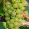 Niagara Seedless Grape Vine - 2 Gallon Pot -Outdoor Garden Store Grape Niagra 3 1