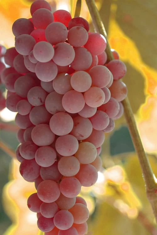 Reliance Red Seedless Grape Vine - 2 Gallon Pot 3 Reliance Red Seedless Grape Vine - 2 Gallon Pot