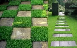 Dwarf Rupturewort Green Carpet - Herniaria Glabra - 5 Pack Of Pint Pots -Outdoor Garden Store Herniaria Dwarf Rutpurewort 2