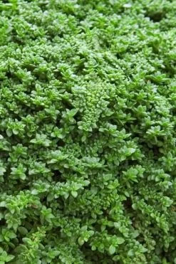 Dwarf Rupturewort Green Carpet - Herniaria Glabra - 5 Pack Of Pint Pots -Outdoor Garden Store Herniaria Dwarf Rutpurewort 20