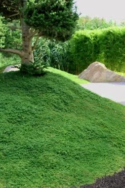 Dwarf Rupturewort Green Carpet - Herniaria Glabra - 5 Pack Of Pint Pots -Outdoor Garden Store Herniaria Dwarf Rutpurewort 25