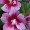 Purple Pillar Rose Of Sharon - 3 Gallon Pot -Outdoor Garden Store Hibiscus Purple Pillar 22 500x750 1