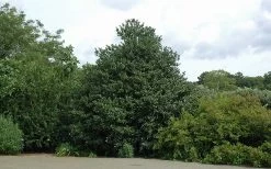 Emily Bruner Pyramidal Holly - 7 Gallon Pot (4-5') 17 Emily Bruner Pyramidal Holly - 7 Gallon Pot (4-5') -Outdoor Garden Store Holly Emily Bruner 2