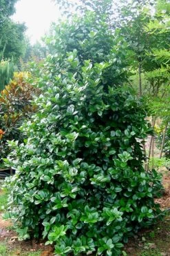 Emily Bruner Pyramidal Holly - 7 Gallon Pot (4-5') 15 Emily Bruner Pyramidal Holly - 7 Gallon Pot (4-5') -Outdoor Garden Store Holly Emily Bruner 3