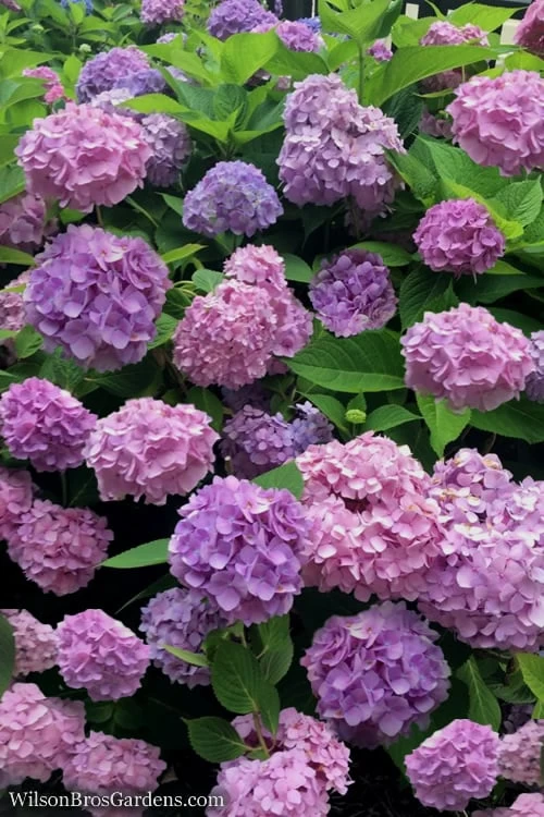 All Summer Beauty Hydrangea - 3 Gallon Pot 6 All Summer Beauty Hydrangea - 3 Gallon Pot - Image 4