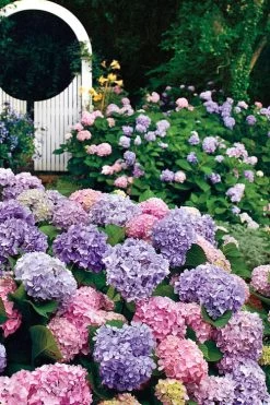 All Summer Beauty Hydrangea - 3 Gallon Pot 13 All Summer Beauty Hydrangea - 3 Gallon Pot -Outdoor Garden Store Hydrangea All Summer Beauty 2