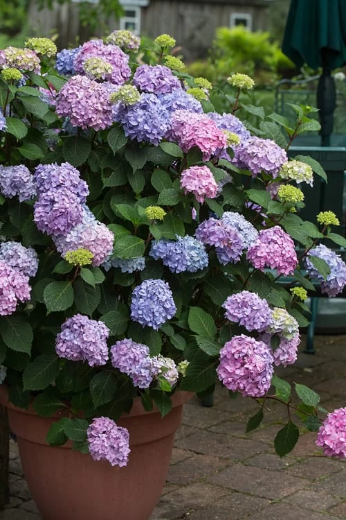 All Summer Beauty Hydrangea - 3 Gallon Pot 3 All Summer Beauty Hydrangea - 3 Gallon Pot