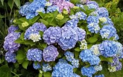 All Summer Beauty Hydrangea - 3 Gallon Pot 12 All Summer Beauty Hydrangea - 3 Gallon Pot -Outdoor Garden Store Hydrangea All Summer Beauty 4