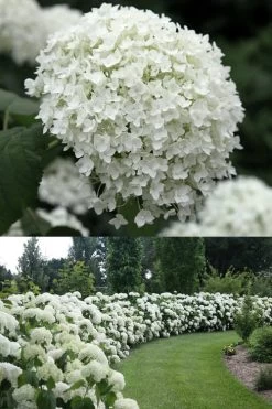 Annabelle Hydrangea - 3 Gallon Pot 14 Annabelle Hydrangea - 3 Gallon Pot -Outdoor Garden Store Hydrangea Annabelle 1 500x750 1