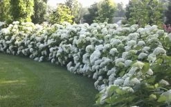 Annabelle Hydrangea - 3 Gallon Pot 15 Annabelle Hydrangea - 3 Gallon Pot -Outdoor Garden Store Hydrangea Annabelle Hedge 1